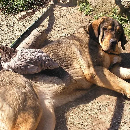 Rurales Ecopangea Country house