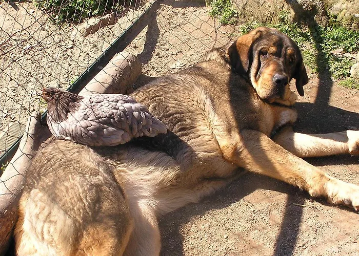 Rurales Ecopangea Country house