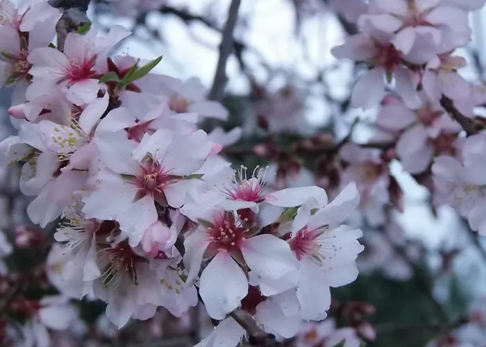 Rurales Ecopangea Valverde de la Vera