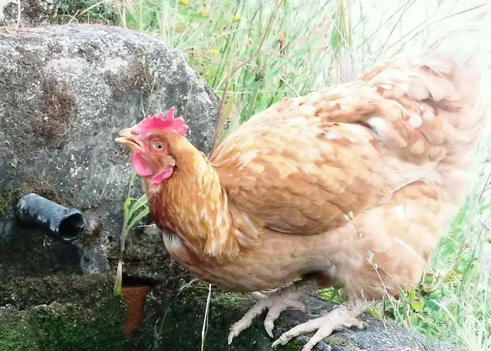 Rurales Ecopangea Valverde de la Vera